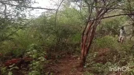 மேட்டுப்பாளையம்: சிறுமுகை பவானிசாகர் நீர்த்தேக்க பகுதியில் தாயைப் பிரிந்த குட்டி யானையை சேர்த்து வைக்க தாய் யானையை வனத்துறையினர் தேடி வருகின்றனர்