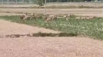 बल्दीराय: सराय गोकुल क्षेत्र में नीलगाय के आतंक से किसान परेशान, फसलों को चट करने में लगी हैं नीलगाय