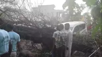 खिलचीपुर: तेज आंधी-तूफान से वर्षों पुराना पेड़ गिरा, नीचे खड़ी अर्टिगा कार क्षतिग्रस्त