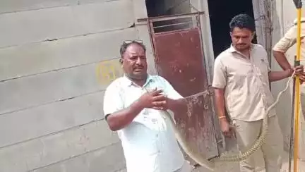 बेगुं: नितिन स्पिनर्स के पास आए 6 फीट लंबे रेट स्नैक का वन्यजीव प्रेमी लादू लाल माली द्वारा रेस्क्यू कर जंगल में छोड़ा गया
