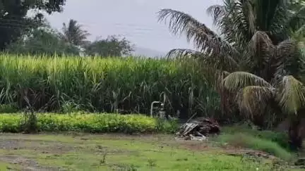 जुन्नर: जुन्नर तालुक्यात पाऊस उघडण्याचे नाव घेईना,शेतकऱ्यांच्या मालांच मोठे नुकसान #jansamsaya