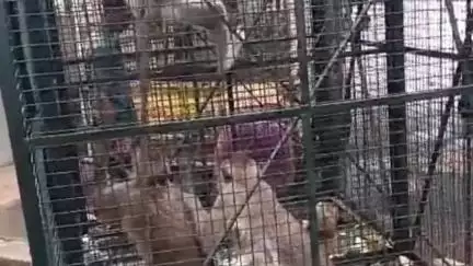 அம்பாசமுத்திரம்: விக்கிரமசிங்கபுரம் உள்ளிட்ட பகுதிகளில் பிடிபட்ட மந்திகள்