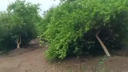 पातुर: पातूर येथील शेतकरी विजय गाडगे यांनी आपल्या 2 एकर शेतात लावलेल्या लिंबूच्या 300 झाडांपैकी 225 नुकसान.