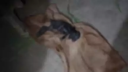 जोगापट्टी: बलुआ भवानीपुर पंचायत में बकरी ने दो सिर वाले मेमने को जन्म दिया, ग्रामीणों में तरह-तरह की चर्चा