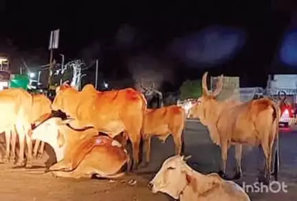 સોજીત્રા: મોટી ચોકડી આસપાસના વિસ્તારમાં રખડતા પશુઓને કારણે વાહન ચાલકોમાં અકસ્માતનુ જોખમ #Jansamasya