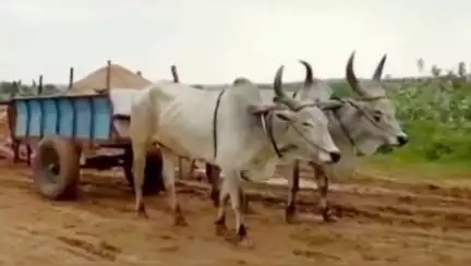 காளையார்கோவில்: சிறியூர் நாட்டார் கால்வாய் பகுதியில் மணல் திருட்டில் ஈடுபட்டவர் மீது வழக்குப் பதிவு