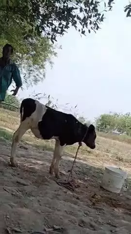 kal hi mere gawn me aakar hangama  kiya ye jaun bai pata nahi  kewtali