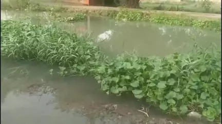 जलेसर: जिनावली में बंबा की पटरी से ऊपर पानी बहने से सड़क जलमग्न, ग्रामीणों ने प्रशासन से लगाई गुहार #Jansamasya