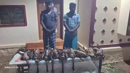 தேவகோட்டை: முப்பையூர் பகுதியில் 10 மயில்களை வேட்டையாடிய இருவர் கைது