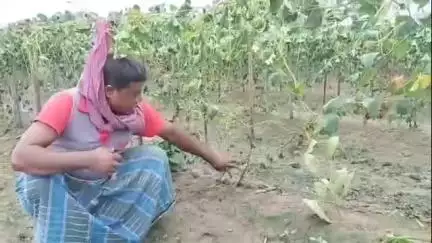 স্বরূপনগর: গুনরাজপুর এলাকায় রাতের অন্ধকারে সবজির ফসলে দুষ্কৃতি হানা, দুই বিঘা জমির ফসল কেটে তছনছ