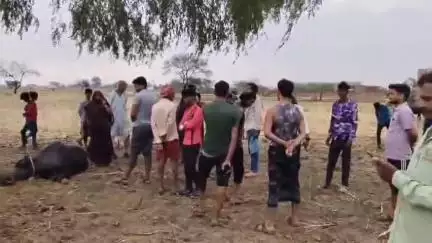 बबेरू: बेर्राव गांव में तेज आंधी और बारिश के साथ गिरी आकाशीय बिजली, 4 मेवेशियों की हुई मौत, एक वृद्ध झुलसा