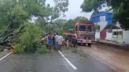 செங்கோட்டை: வனத்துறை அலுவலகம் ,புதூர் சவுக்கை ஆகிய பகுதிகளில் சூறாவளி காற்றின் காரணமாக மரங்கள் சாய்ந்ததால்  பாதிப்பு ஏற்பட்டது