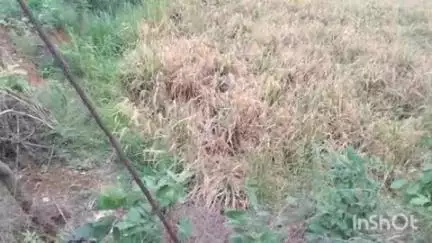 साकोली: नागझिरा जंगलालगत असणाऱ्या मालूटोलात वन्यप्राणी शेतकऱ्यांच्या मालाचे करत आहे मोठया प्रमाणात नुकसान  #Jansamasya