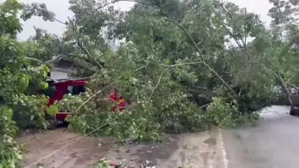বিহপুৰীয়া: কাঁহিপৰাত পথৰ ওপৰত উভালি পৰিল প্ৰকাণ্ড গছ,লালুক-বিহপুৰীয়া সংযোগী ঘাইপথত যাতায়ত ব্যাহত,ক্ষতিগ্ৰস্ত ৰখাই থোৱা এখন বাহন