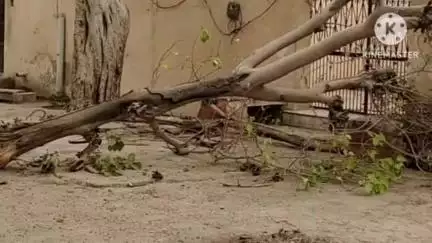 राहुवास: नांगल राजावतान व राहुवास क्षेत्र में आए तेज अंधड़ से दर्जनों पेड़ और विद्युत पोल गिरे, धूल के गुब्बार छाए, एक गाय घायल