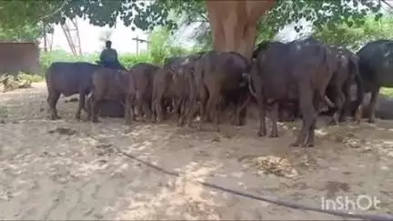 सरमथुरा: पुलिस ने पशुओं की तस्करी करते 8 जनों को पकड़ा, 4 पिकअप गाड़ियों में भरे 39 पशुओं को कराया मुक्त