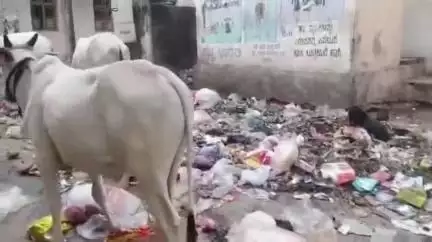 ಇಳಕಲ್‌: ನಗರದಲ್ಲಿ ಪೌರಸೇವಾ ನೌಕರರಿಂದ ಮುಷ್ಕರ : ಗಬ್ಬೆದ್ದು ನಾರುತ್ತಿರುವ ನಗರ#localissue