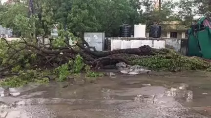 गंगधार: भैंसोदामंडी में तेज हवाओं के साथ हुई बारिश, कृषि उपज मंडी में गिरा पेड़