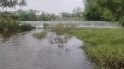 कोरेगाव: जरंडेश्वर शुगर मिल्सने तीळगंगा नदीत पाणी सोडले नाही; पाणी दुषित होण्याचा प्रश्नच नाही, कुमठे येथील शेतकऱ्यांचा दावा