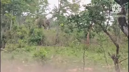 सोनाहातु: सोनाहातू के जंगल में नहीं हो रहा है घायल हथिनी का बेहतर ईलाज
