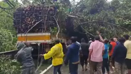 உத்தமபாளையம்: குமுளியில் லாரி மீது மரம் சாய்ந்து விழுந்ததில் கிளீனர் உயிரிலிருந்த சம்பவம் பெரும் சோகத்தை ஏற்படுத்தியது