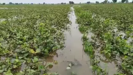 उदयनगर: 27-28 मई की रात बारिश के बाद भी कोई अधिकारी-कर्मचारी ग्राम करोंद माफी नहीं पहुंचा