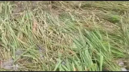 सडक अर्जुनी: शेतकऱ्यांनी खरीपासाठी संयम बाळगण्याचे एग्रीकिंग फार्मर प्रोड्यूसर कंपनीचे मुख्य संचालक किशोर तरोणे यांचे आवाहन