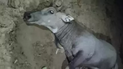 सहार: गुलजारपुर गांव के समीप आरा सहार रोड पर तेज रफ्तार गाड़ी की टक्कर से नीलगाय घायल, ग्रामीणों ने अपने स्तर से किया इलाज