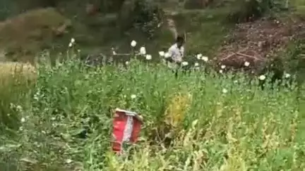 पुरोला: पुरोला पुलिस टीम ने छापेमारी कर कफनौल क्षेत्र में 50 नाली भू-भाग पर अवैध अफीम की खेती को किया नष्ट