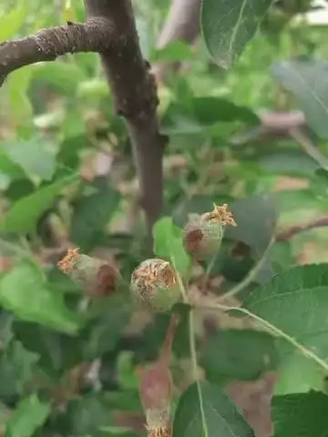 नेरवा: धनत पंचायत में ओलावृष्टि से बागवानों को हुआ भारी नुकसान, सरकार से मुआवजा देने की मांग