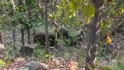 उदयपुर रेंज के भेलवाडांड में हाथियों का आगमन 
ग्रामीण हुए सतर्क