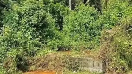 ചെങ്ങന്നൂർ: പാണ്ടനാട് പഞ്ചായത്തിലെ കുത്തിയതോട് പ്രാഥമിക ഉപ കേന്ദ്രം പ്രവർത്തനം നിലച്ചിട്ട് നാലുവർഷം, ജനങ്ങൾ ദുരിതത്തിൽ #localissue