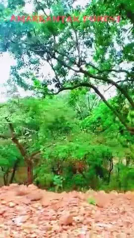 Amarkantak forest ke najare#like