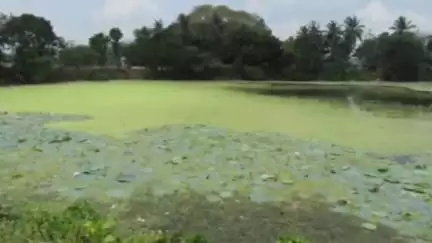 தாம்பரம்: பெருங்களத்துார் காமராஜர் நெடுஞ்சாலையை ஒட்டி நல்ல தண்ணீர் குளம் துார்வாரி சீரமைக்க கோரிக்கை