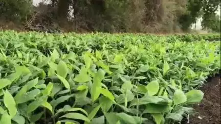रावेर: पिळोदे खुर्द येथील शेतकऱ्यांच्या शिरसाड कोईभोई शेत शिवारातून केळीचे रोप चोरी, यावल पोलिसात तक्रार