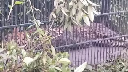 আমগুৰি: টিঙিৰীপাম অভয়পুৰীয়া গাঁ‌ৱৰ নামদাং নদীৰ কাষত পিঞ্জৰাৱদ্ধ হল এটা প্ৰকাণ্ড নাহৰফুটুকী