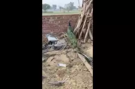 हाथरस -हसायन क्षेत्र गांव बपंडई में राष्ट्रीय पक्षी मोर को बंदरो ने किया घायल,