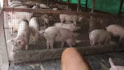 ಇಳಕಲ್‌: ಕೊರೋನ ಆತಂಕದ‌ ನಡುವೆ ಗೊರಬಾಳದಲ್ಲಿ ಆಫ್ರಿಕನ್‌ ಹಂದಿ ಜ್ವರ