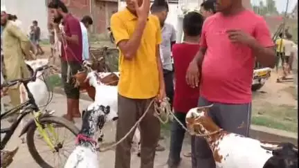 कांठ: अकबरपुर चैधरी में ईद के मौके पर बकरा बाजार लगा, कुर्बानी के लिए बकरा खरीदने पहुंचे ग्रामीण