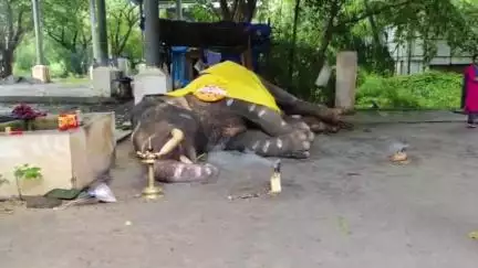 ചാവക്കാട്: ഗുരുവായൂർ ദേവസ്വം പുന്നത്തൂർകോട്ടയിലെ കൊമ്പൻ ഗോപീകണ്ണൻ ചരിഞ്ഞു