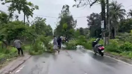 বিহপুৰীয়া: লালুকৰ ১নং কৰুণাবাৰীত ৰাজ্যিক ঘাইপথত উভালি পৰে প্ৰকাণ্ড গছ, কিছু সময়ৰ বাবে ব্যাহত হৈ পৰে যাতায়ত