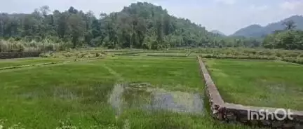 পলাশবাৰী: ৰাণীৰ বেলগুৰী অঞ্চলত খাদ্যৰ সন্ধানত বনাঞ্চলৰ পৰা জনাঞ্চললৈ ওলাই আহিছে তিনিটাকৈ বনৰীয়া হাতী, ভাঙি তহিলং কৰে ঘৰ-দুৱাৰ