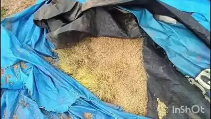 ఇల్లంతకుంట: రుద్రంగిలో ధాన్యం కుప్పలను అడవి పందులు ధ్వంసం చేశాయని రైతులు ఆవేదన వ్యక్తం