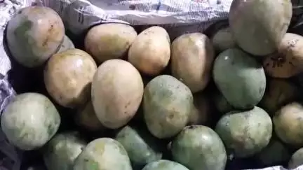 কৃষ্ণগঞ্জ: আর এক দিন পরই জামাইষষ্ঠী মাজদিয়া সবজি বাজারে বিক্রেতাদের প্রতিক্রিয়া