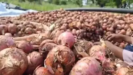 तेल्हारा: तेल्हाऱ्यात अवकाळी पावसामुळे झालेली नुकसानची भरपाई शेतकऱ्यांना द्या,शिवसेना ठाकरे गटाचे तहसीलदारांना निवेदनातून मागणी.