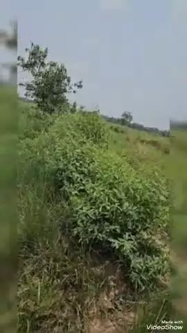 उतरौला: शमशान घाट तक जाने के लिए नहीं है कोई पक्की सड़क, अंतिम संस्कार के लिए शव को खेतों से ले जाना पड़ता है