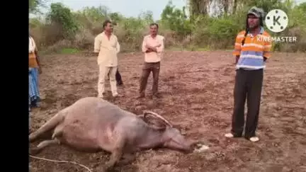 आर्वी: विजेचा लागला झटका म्हैस झाली गतप्राण शिरपूर मोजा येथील घटना.. पशुपालकाचे 70 हजार रुपयांचे नुकसान