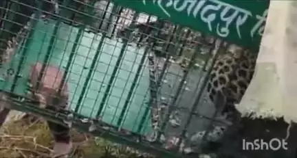 धामपुर: शेरकोट क्षेत्र के गांव शहजादपुर के जंगल में गुलदार को पकड़ने के लिए लगाए गए पिंजरे में गुलदार हुआ कैद