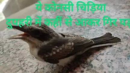 पक्षियों को भी लगती है प्यास 
ये चिड़िया अचानक से आकर गिरी, इसको पानी पिलाया तो थोड़ी देर बाद अपने आप चली गई /