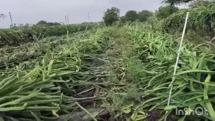 वाशी: दसमेगाव येथे वादळी वाऱ्यासह पावसाचा कहर,शेतकरी सचिन कोठावळे यांची ड्रॅगन फ्रूट ची शेती जमीनदोस्त